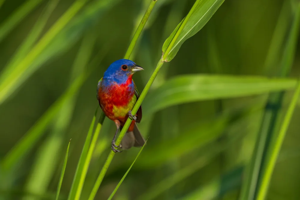 He, Mike: A Painted Bunting