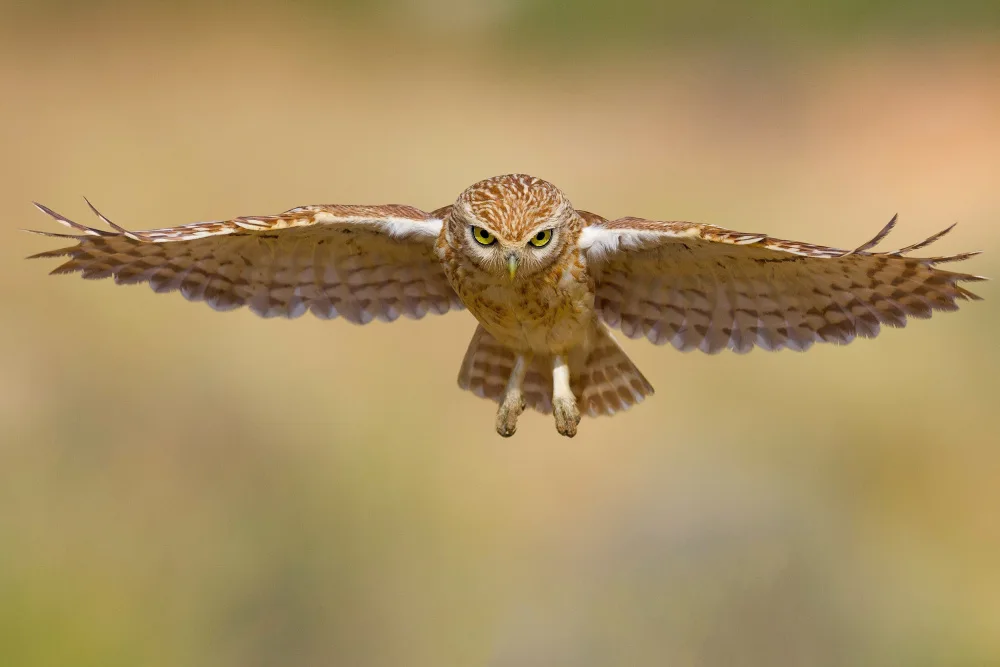 Manusevich, David: Little owl