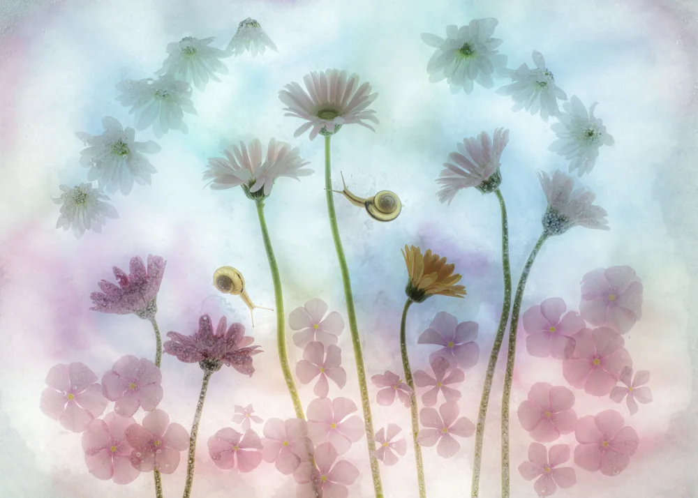 Miharu: sueños rosas