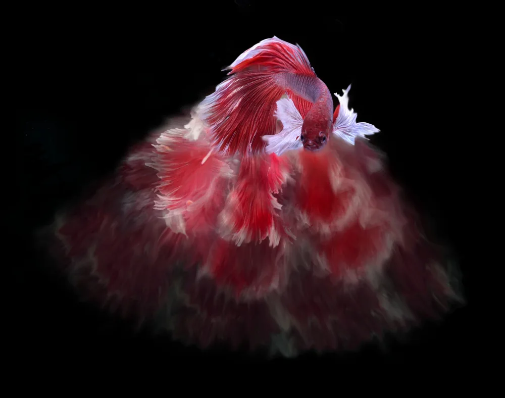 Aditya, Rawisyah: Red and white bettafish