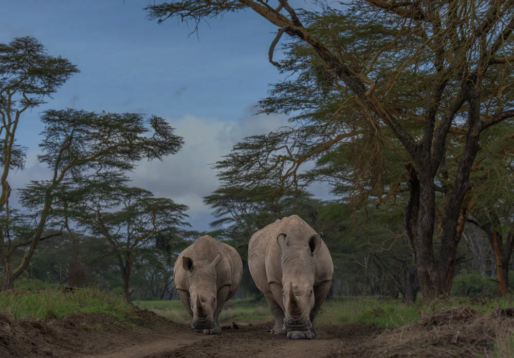 Lu, Jennifer: Straight come rhinos