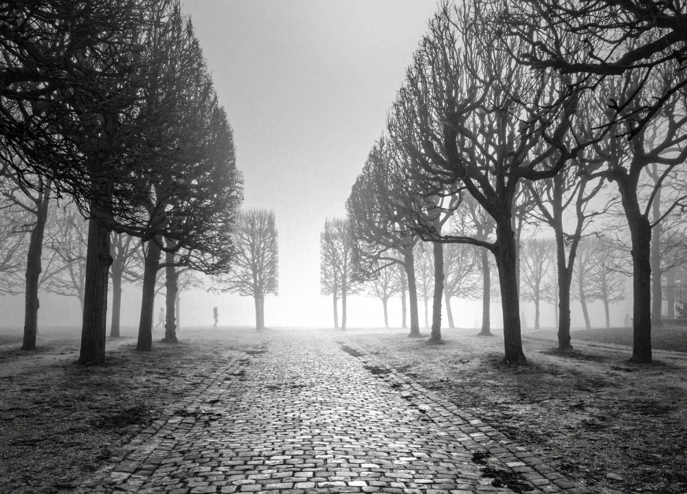 Dupont, Isabelle: Trees in winter
