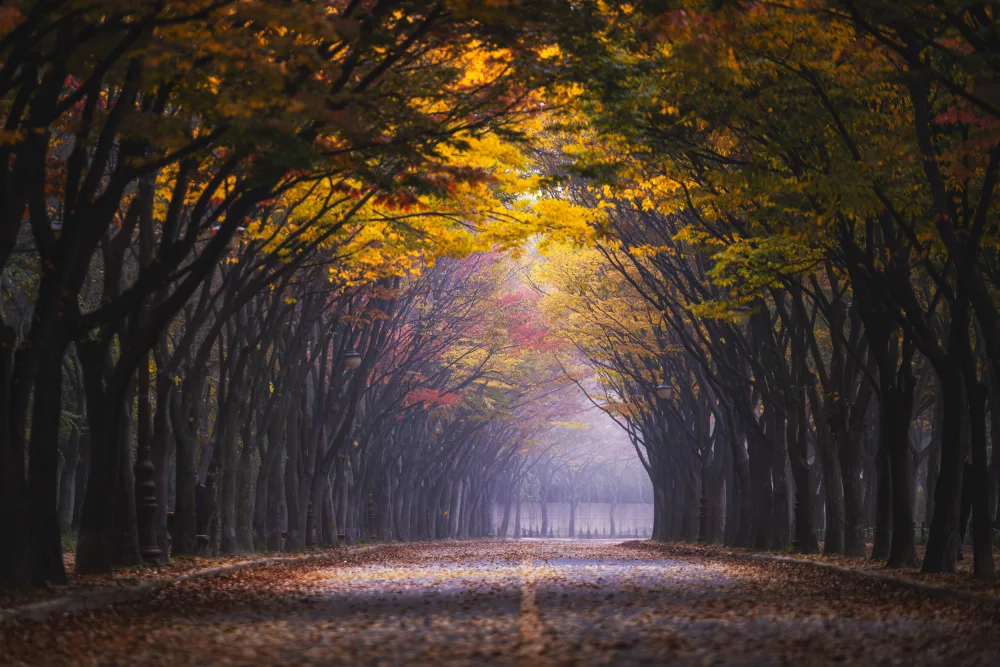 Seo, Tiger: Autumn morning