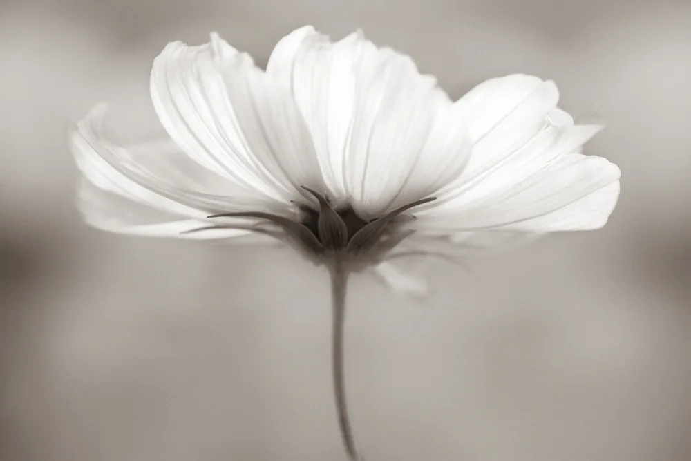 Myles, Penny: Cosmos