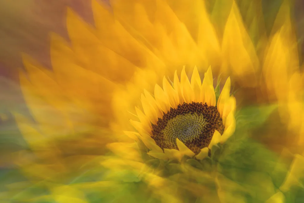 Thies, Dirk Florent: Sonnenblume (Helianthus)