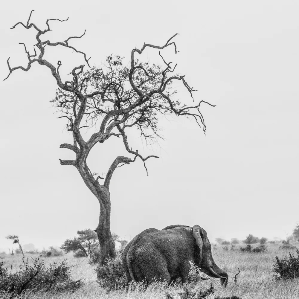 Patrick, alberti: Der Baum und der Elefant
