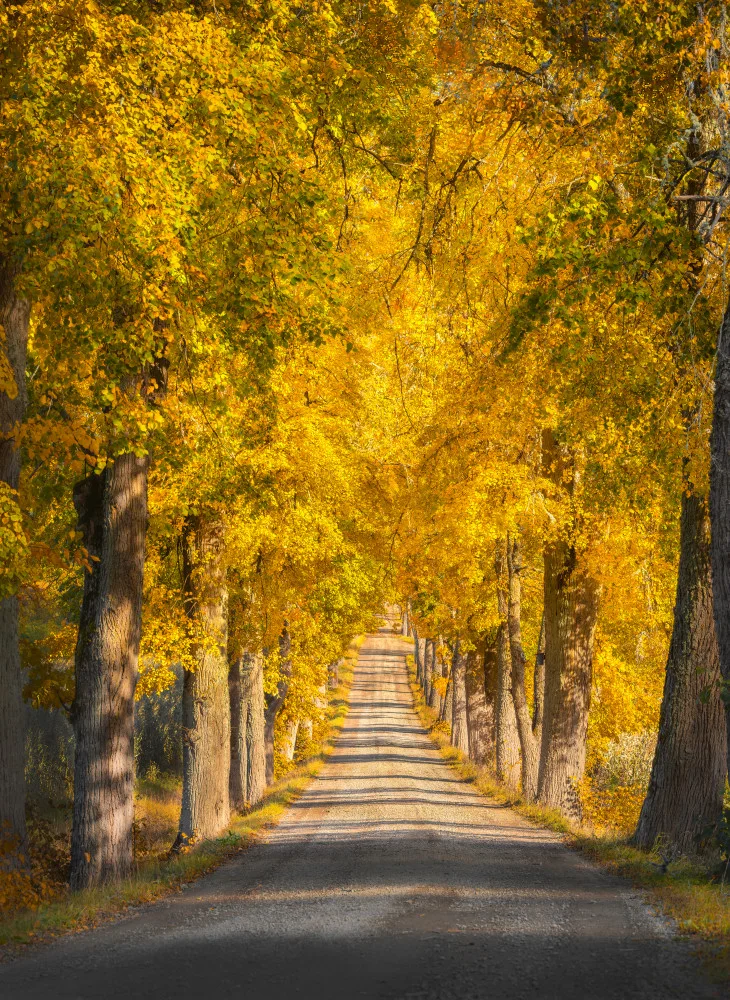 Lindsten, Christian: Narrow tree avenue