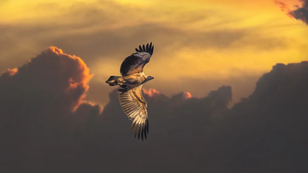 Papamanolis, Emanuel: Australian White-bellied Sea Eagle
