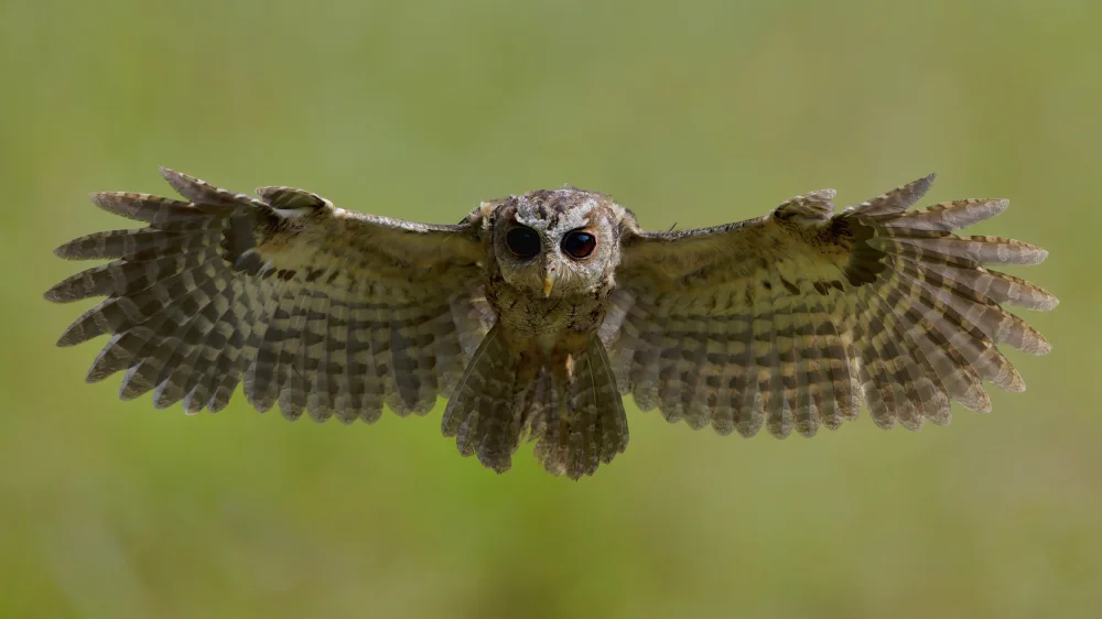 Lam, Gavin: Collared scops owl