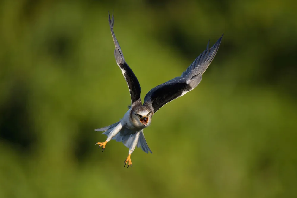 Lam, Gavin: Black-winged Kite