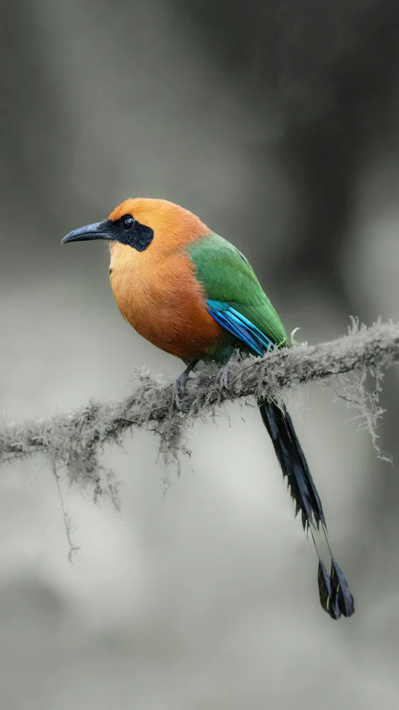 Lu, Bill: Motmot