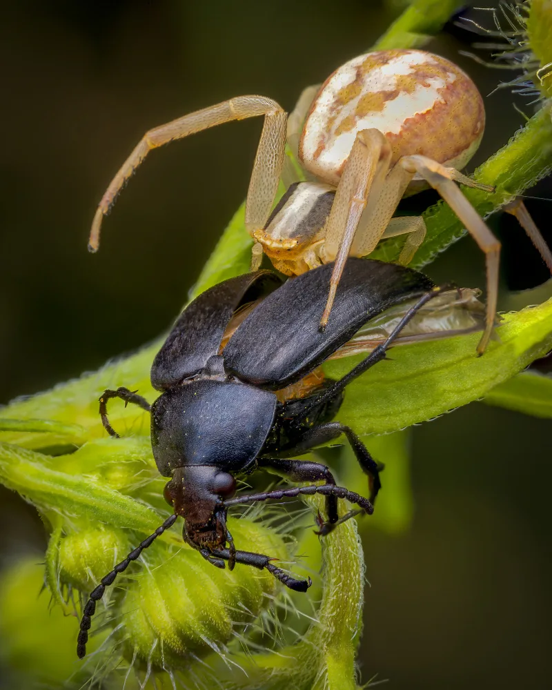 Andrica, Eduard: Food chain
