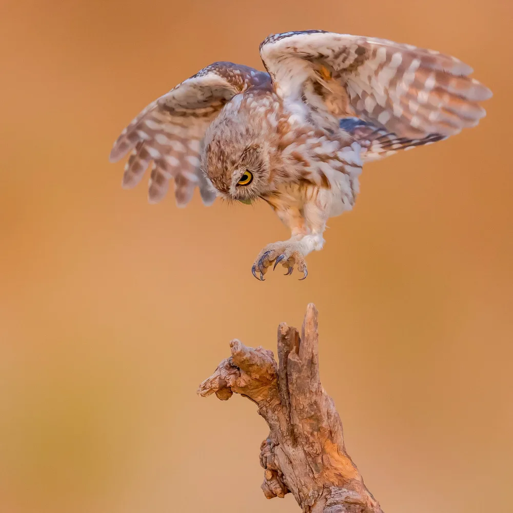 Manusevich, David: Little owl