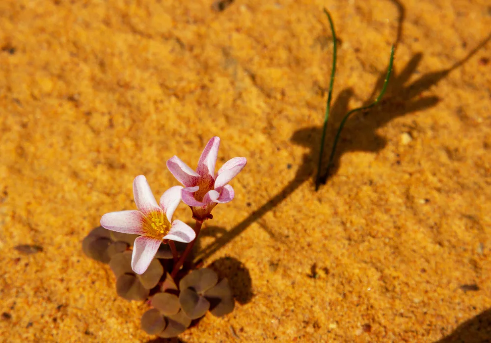 Lombard, Dirk: Fiore del deserto