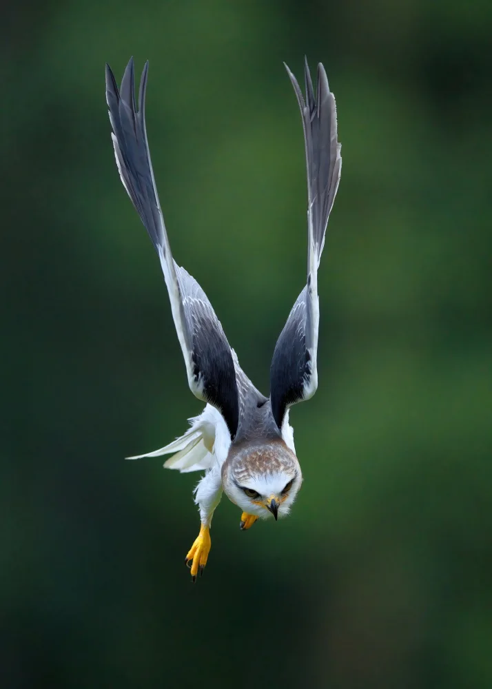 Lam, Gavin: Black-winged Kite