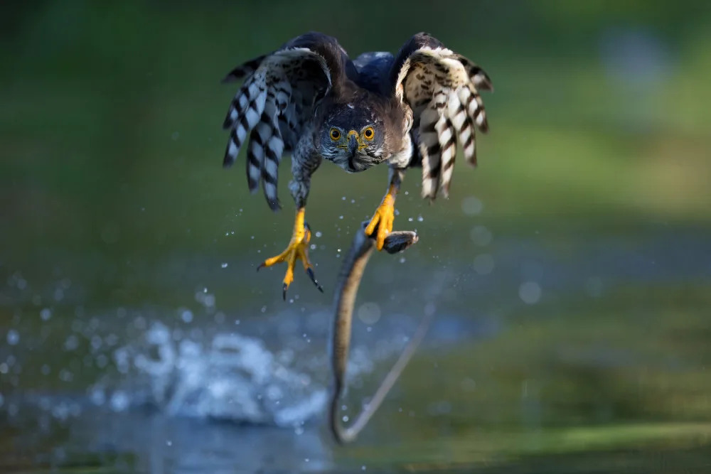 Lam, Gavin: Crested Goshawk