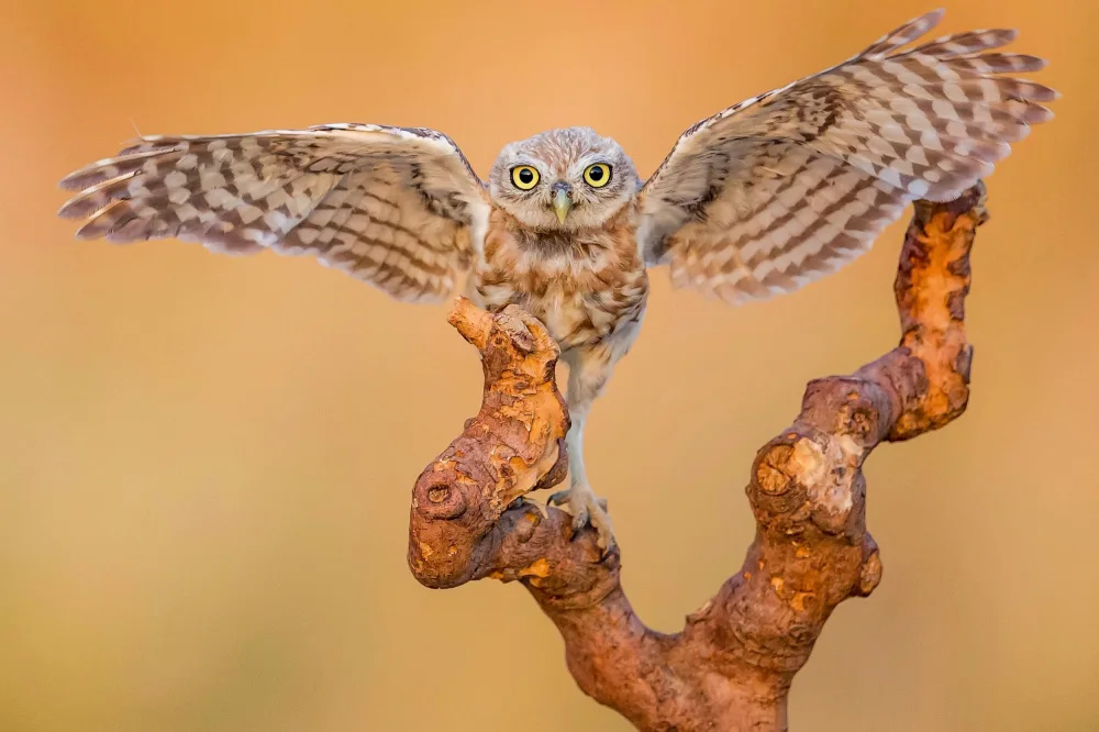 Manusevich, David: Little owl