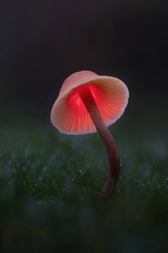 Uddin, Kutub: Light painting sur un champignon
