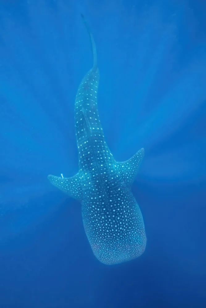Melesan, Serge: Blue spotted