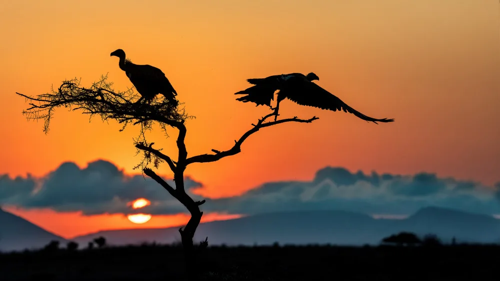 Catta, Alessandro: Sunrise & Scavengers