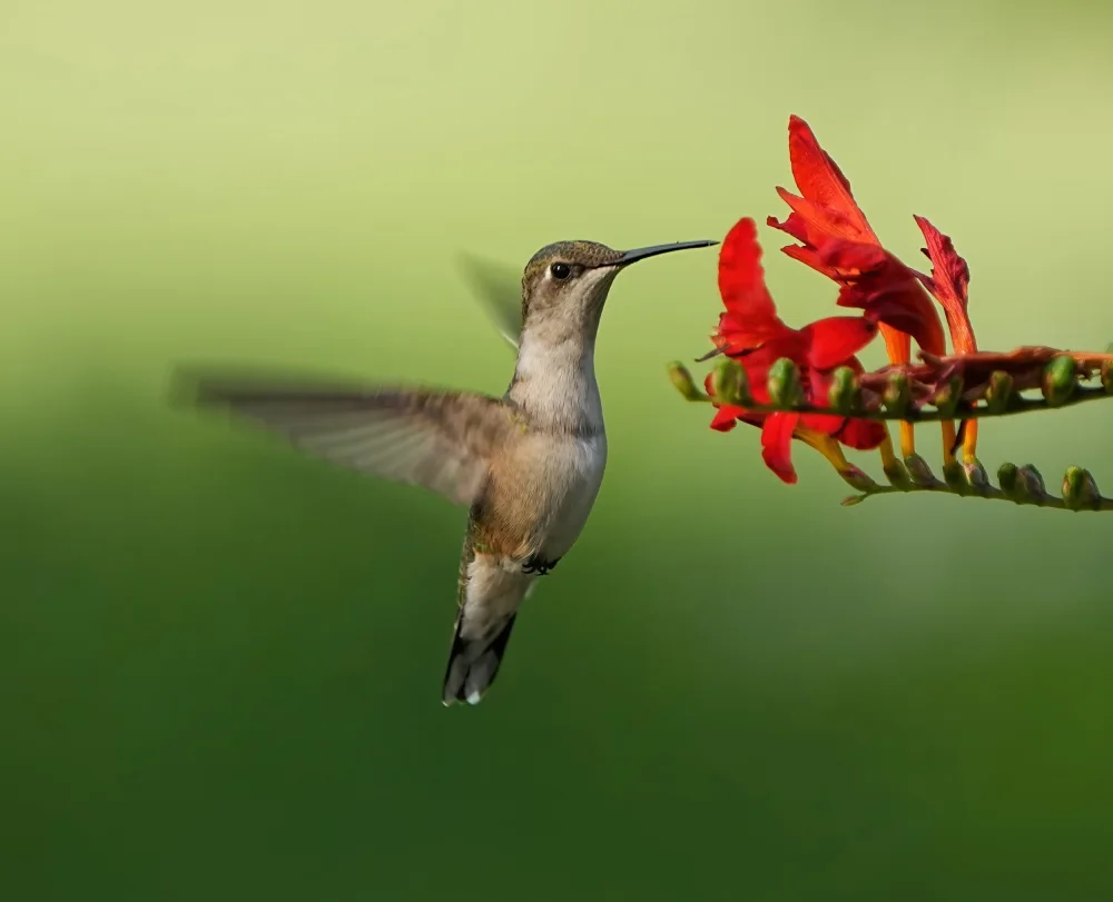Zhang, Hannah: Hummingbird