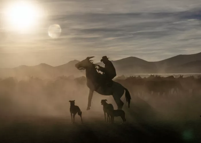 Spector, Corinne: Caballos salvajes