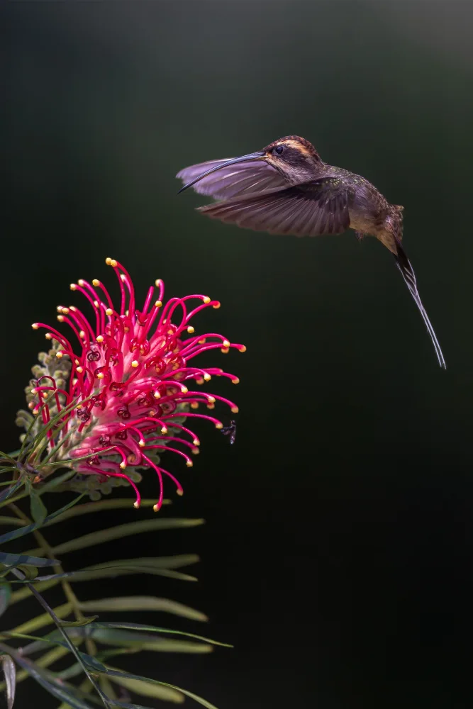 NOTO, DI GENNARO: Scale throated hermit