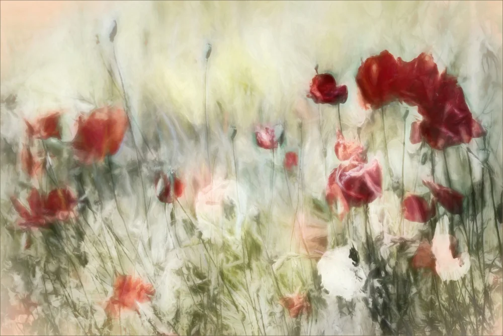 Claes, Gilbert: Charming wild nature