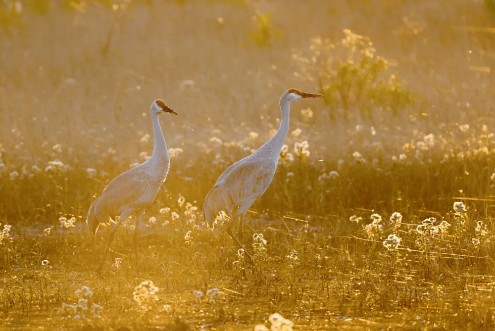 Yu, Tony: Sandhill cranes