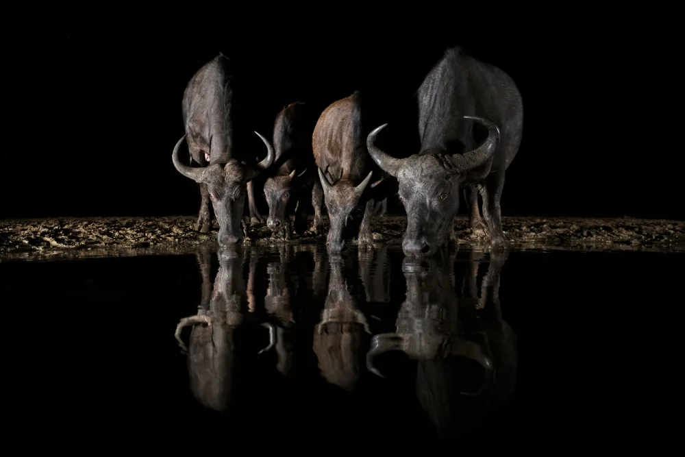 Pozzi, Marco: The Night Herd