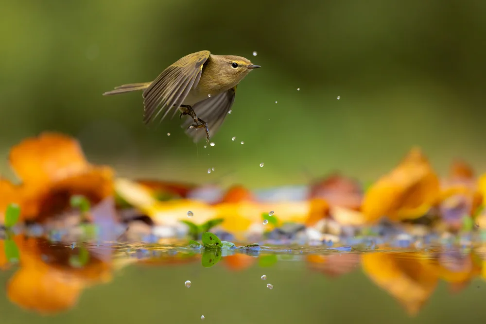 Francesco: Droplets