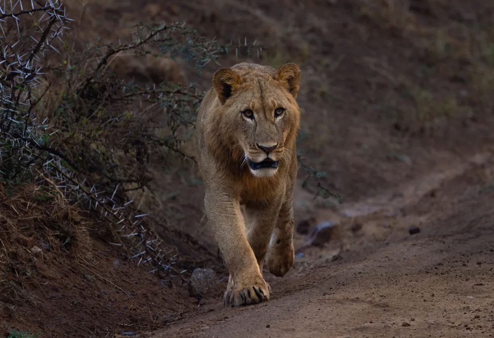 Huang, Johnson: Lion