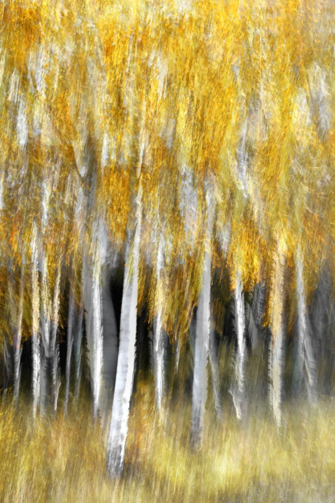 Sillen, Christina: Golden trees