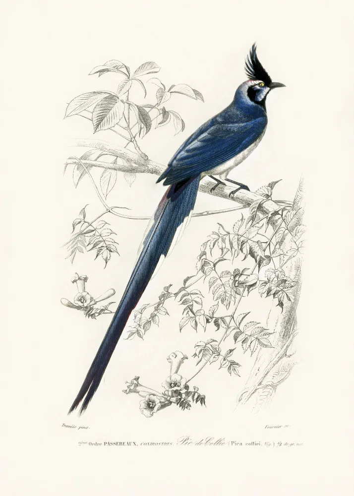 Orbigny, Charles Dessalines: Black Throated Straka Jay