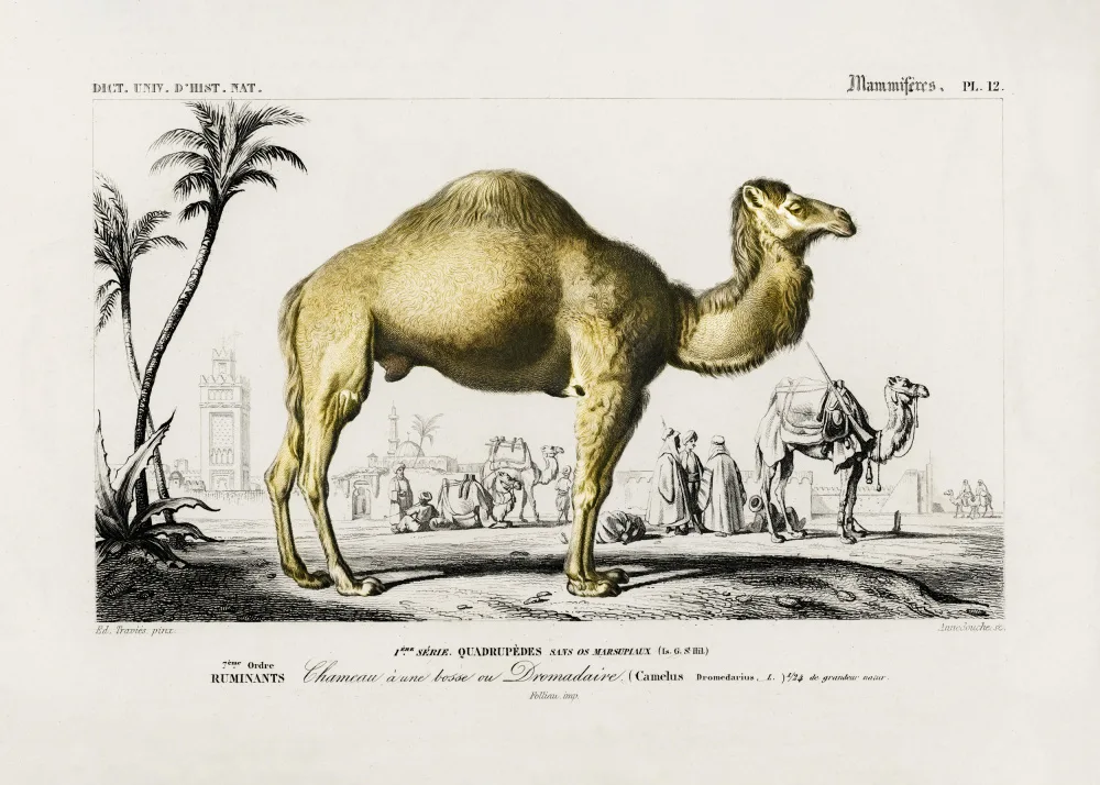 Orbigny, Charles Dessalines: velbloud (velbloud)