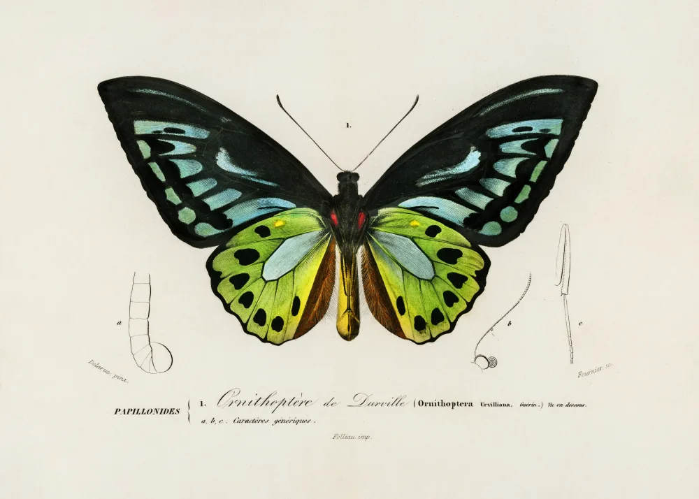 Orbigny, Charles Dessalines: Green Birdwing Butterfly