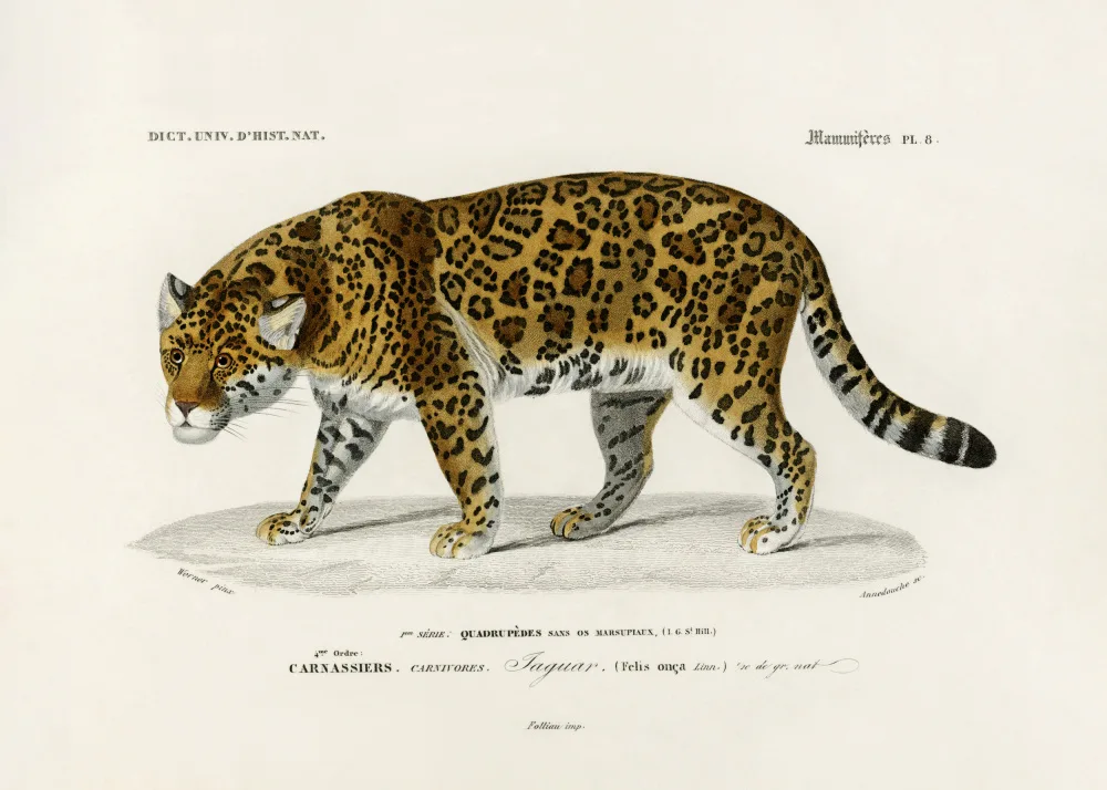 Orbigny, Charles Dessalines: Jaguár (panthera Onca)