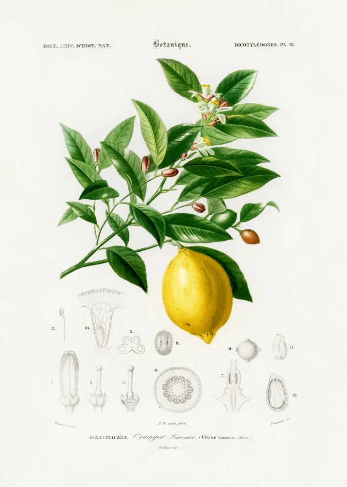 Orbigny, Charles Dessalines: Citron (citrus Limonium)