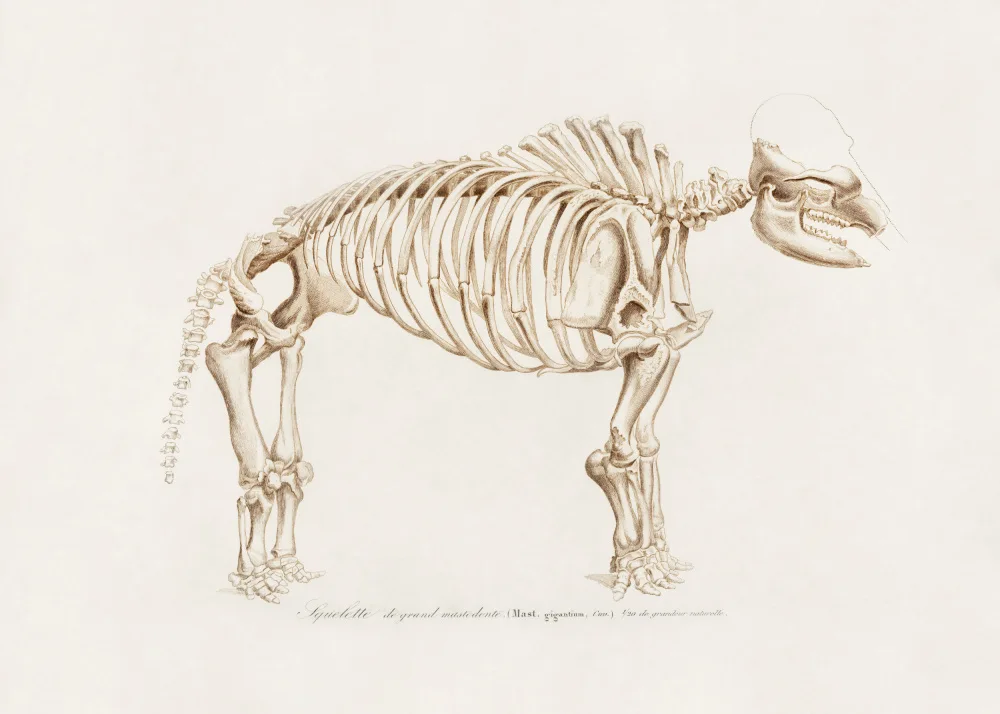 Orbigny, Charles Dessalines: mamut (mamut)