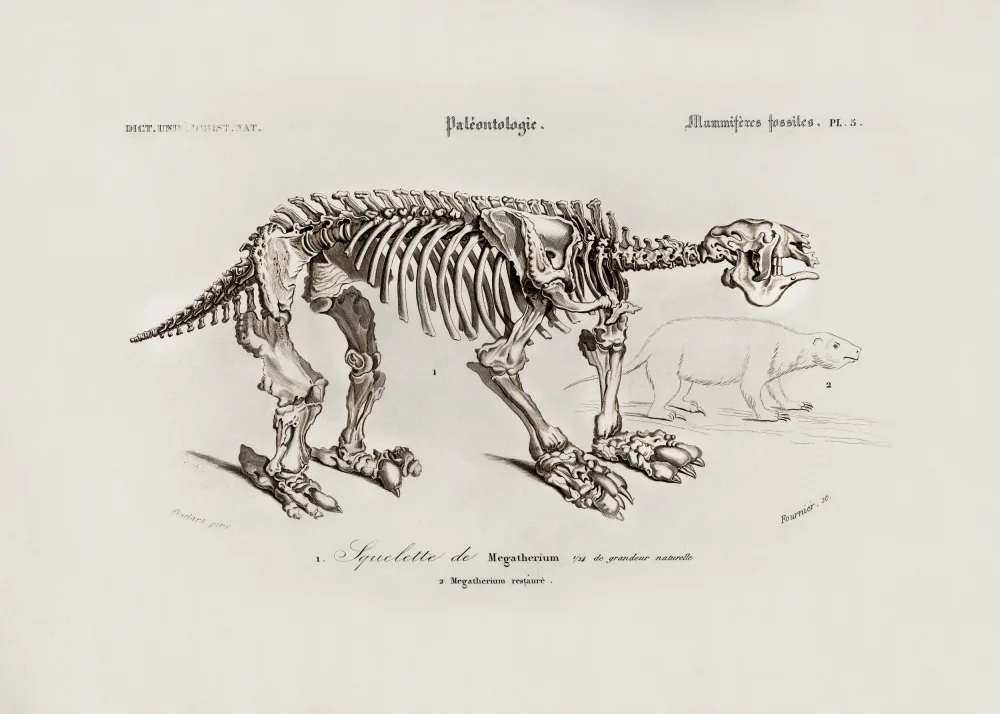 Orbigny, Charles Dessalines: Megatherium