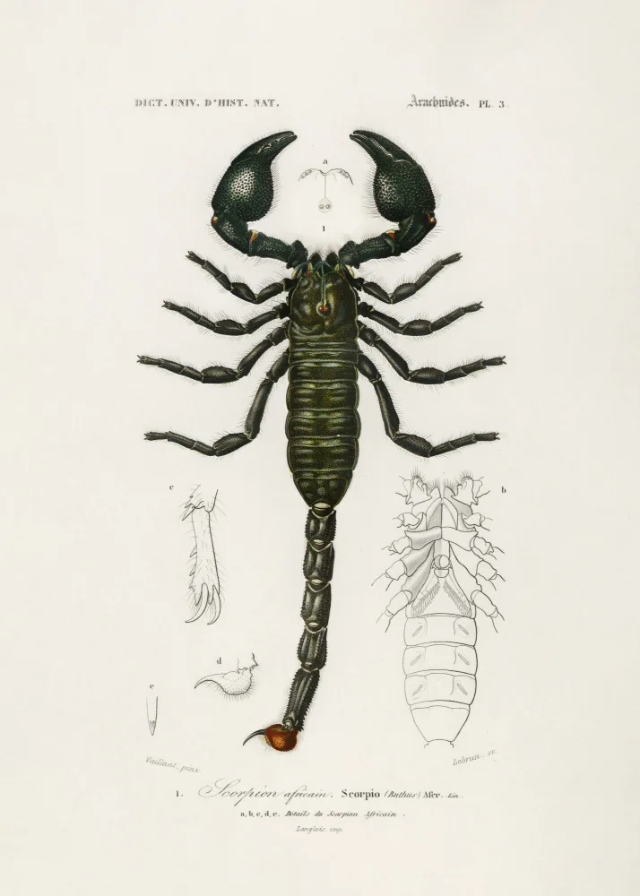 Orbigny, Charles Dessalines: Císař Scorpion