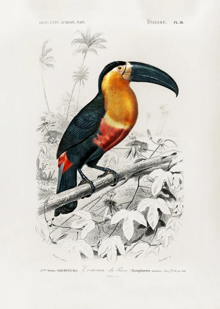 Orbigny, Charles Dessalines: Tukan (ramphastos)