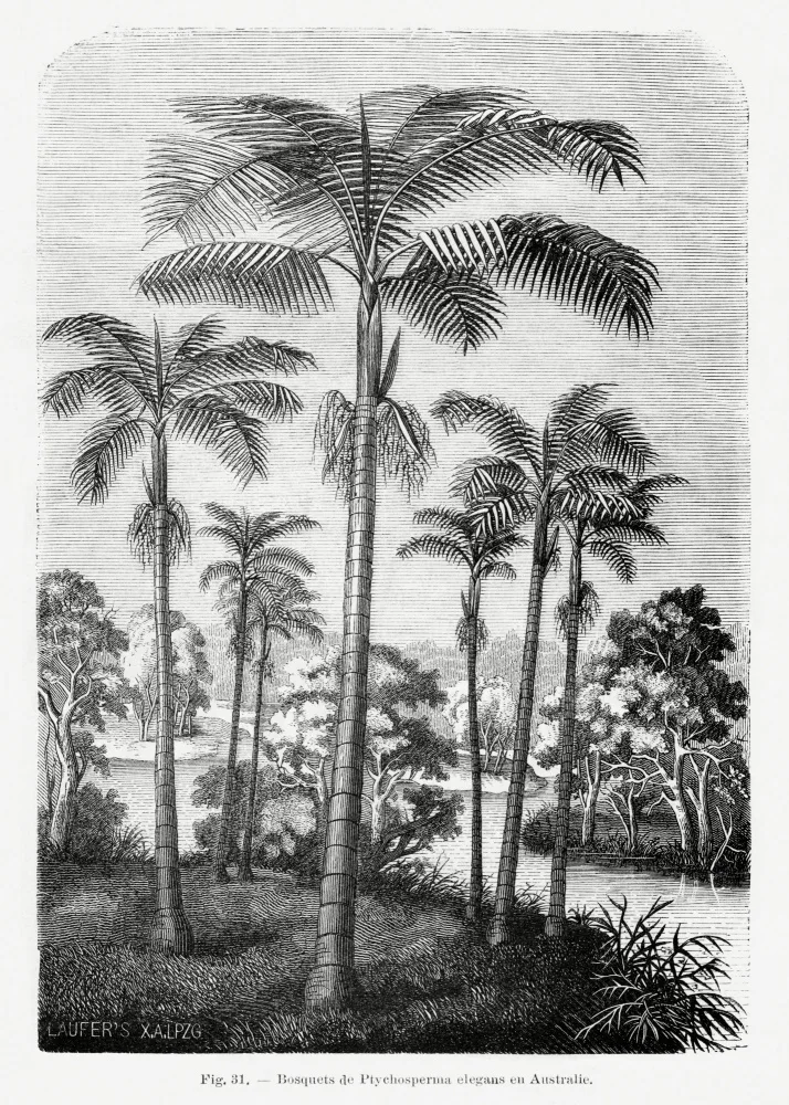 Histoire, Palmiers Les: Vintage Palmenzeichnung Ii