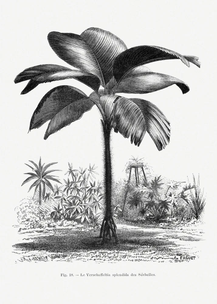 Histoire, Palmiers Les: Vintage-Palme-Zeichnung III