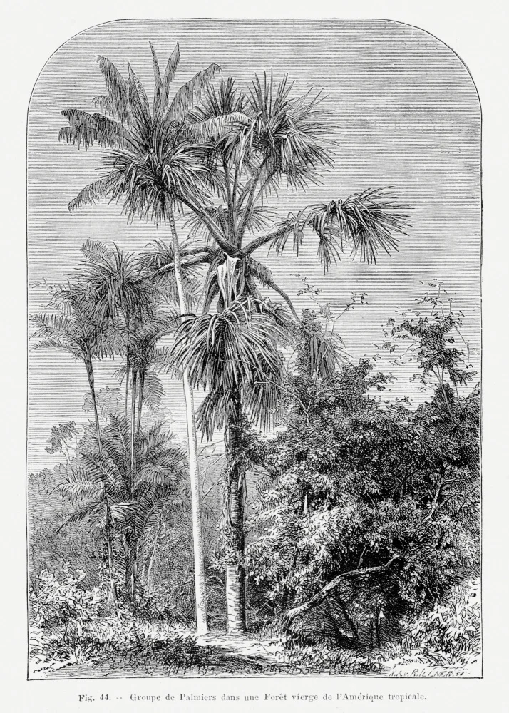 Histoire, Palmiers Les: Vintage Palmenzeichnung Iv