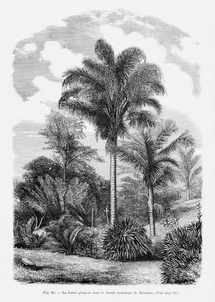 Histoire, Palmiers Les: Vintage Palme Zeichnung Vi