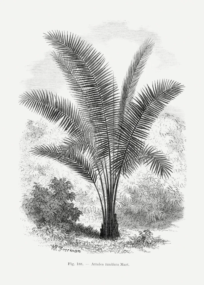 Histoire, Palmiers Les: Vintage kresba palmou Vii