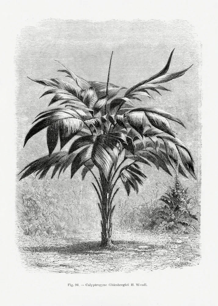 Histoire, Palmiers Les: Vintage Palmenzeichnung Viii
