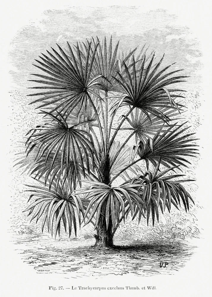 Histoire, Palmiers Les: Vintage Palm Tree Kresba Xi