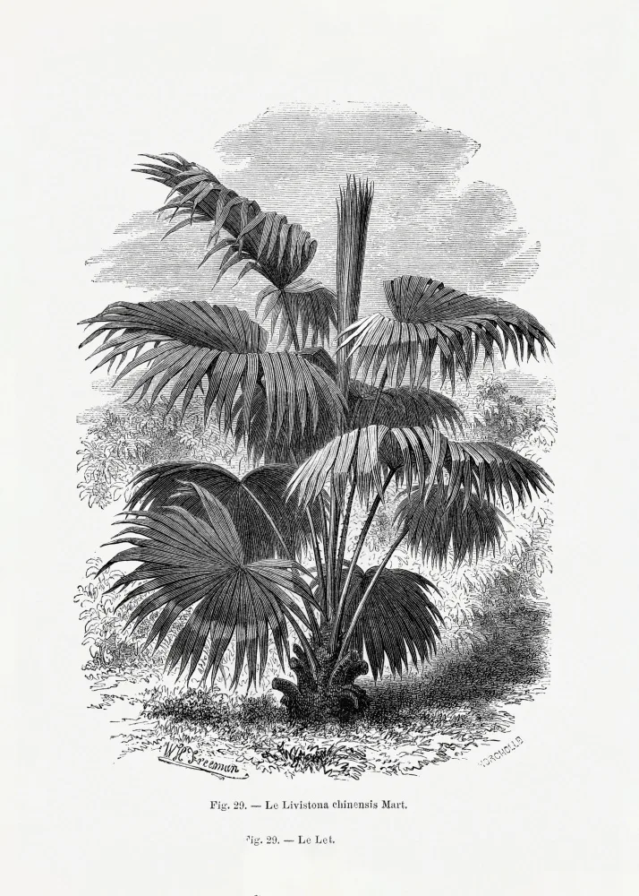 Histoire, Palmiers Les: Vintage Palm Tree Kresba Xii